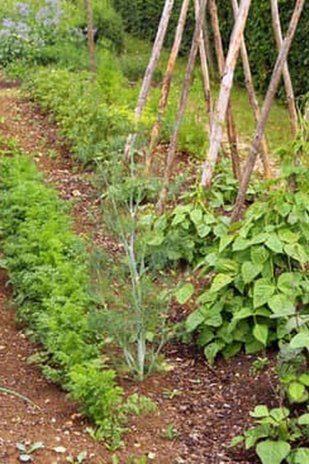 Vibrant flowers blooming amidst bountiful vegetable crops in garden setting