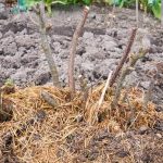 Optimal plant companions for vegetable gardens to promote growth and biodiversity