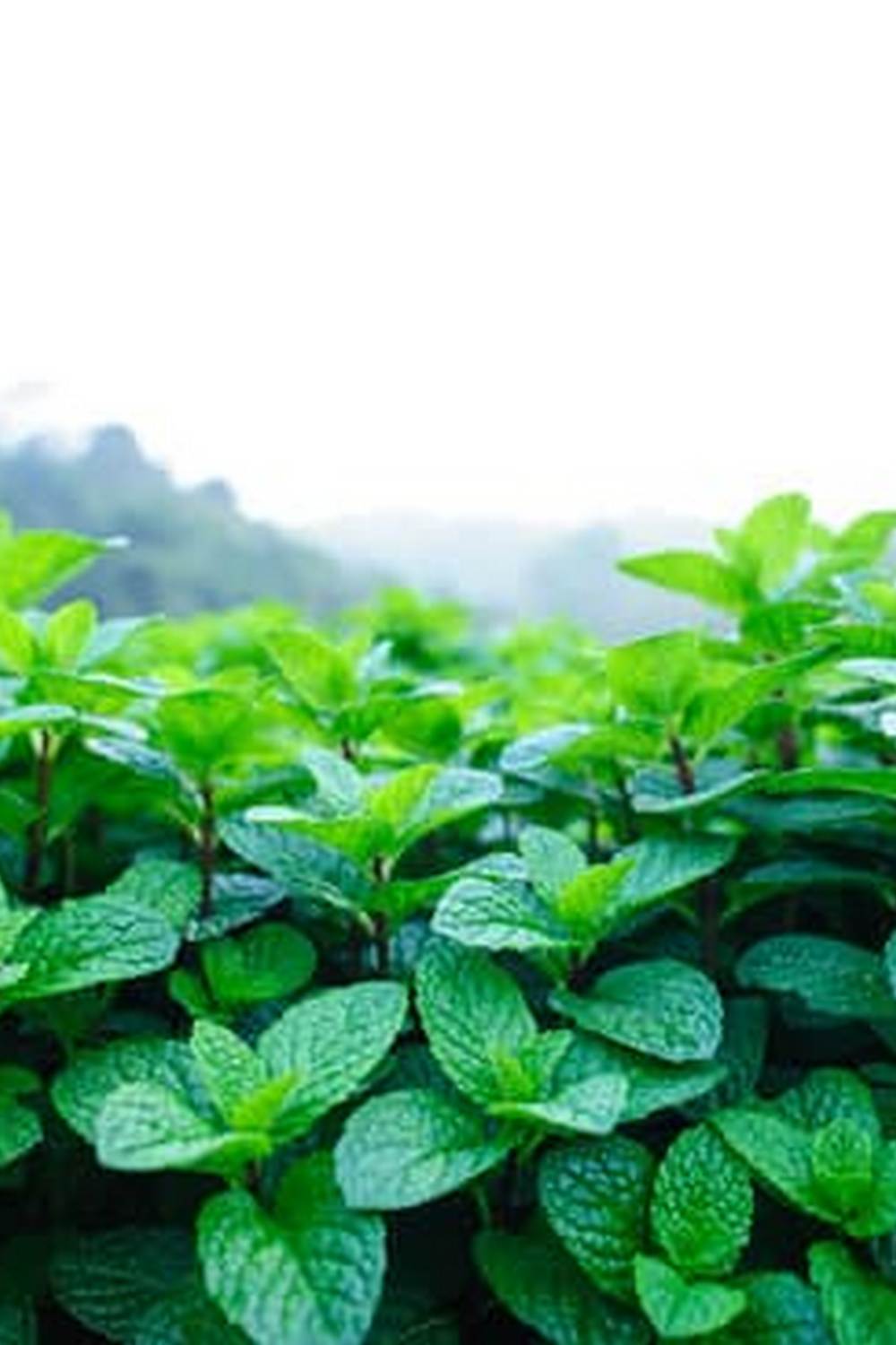 Step-by-step guide for a successful vegetable garden in a box