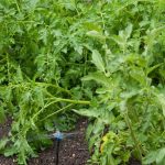 Inspiring quotes about vegetable gardening to motivate and educate gardeners