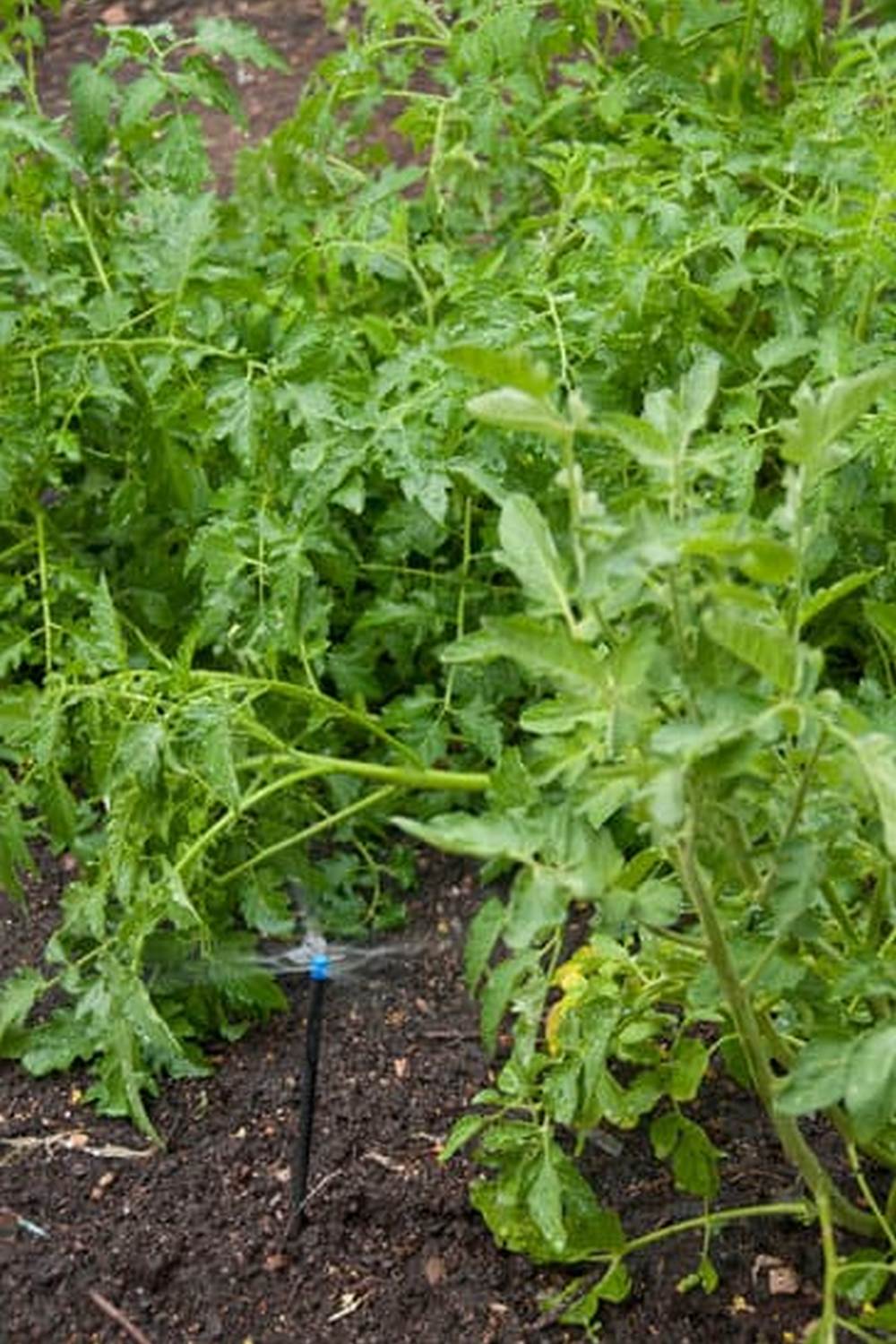 Inspiring quotes about vegetable gardening to motivate and educate gardeners