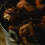 expert tips for successful harvests