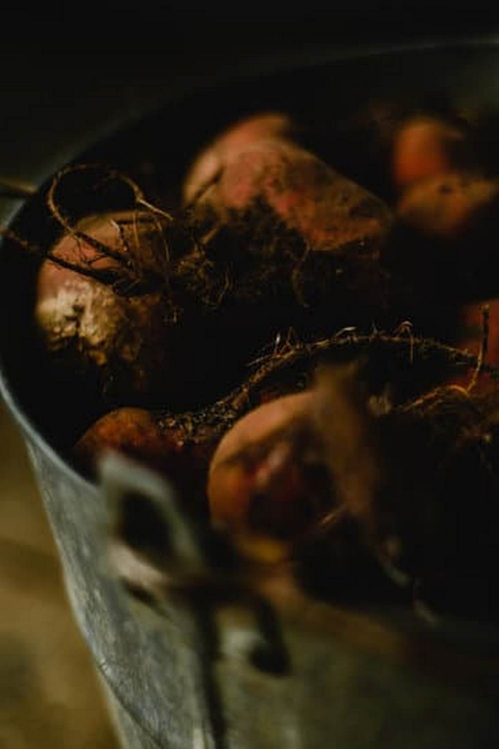 expert tips for successful harvests