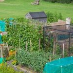 controlling grasshoppers in vegetable gardens