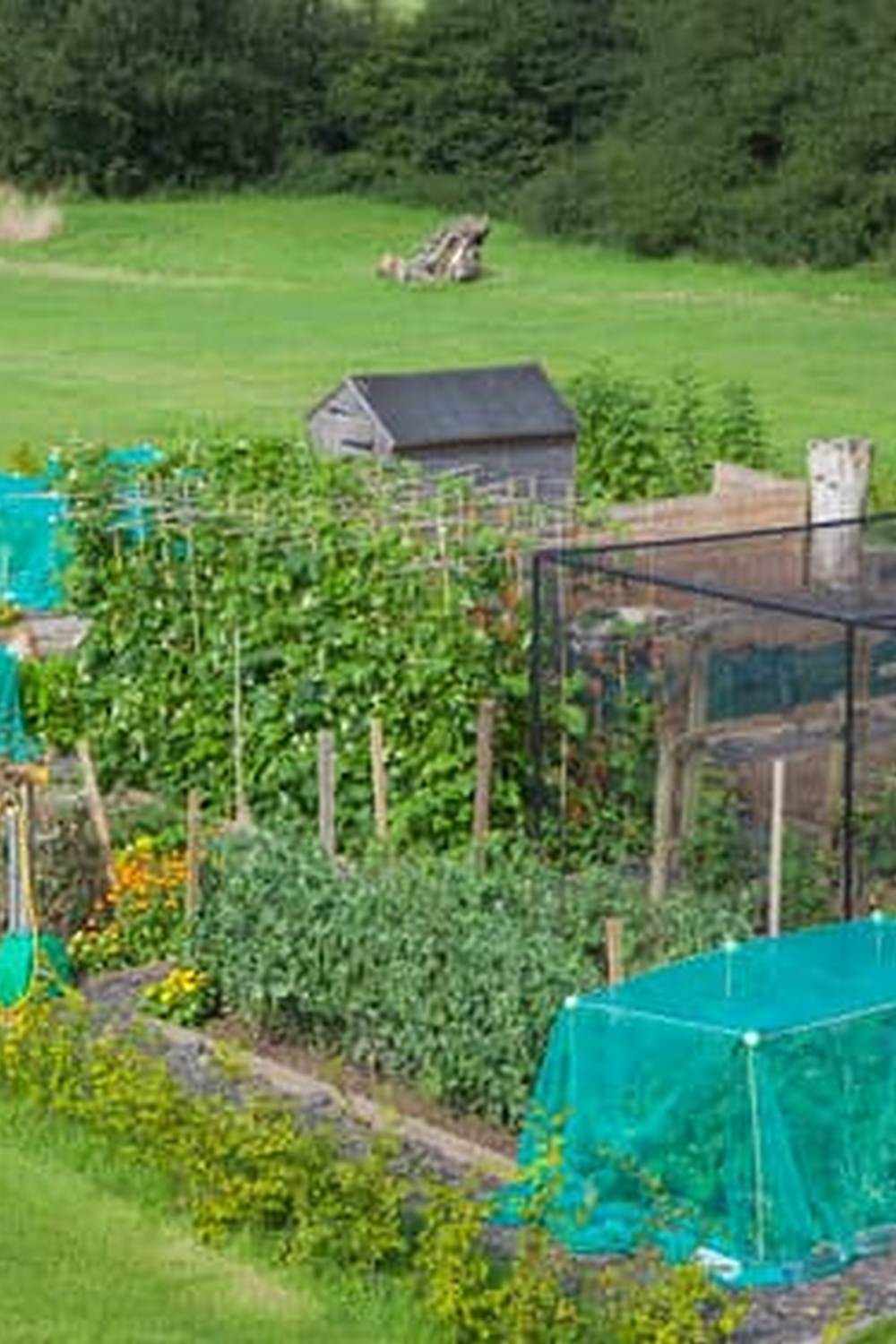 Controlling Grasshoppers in Vegetable Gardens 1 controlling grasshoppers in vegetable gardens