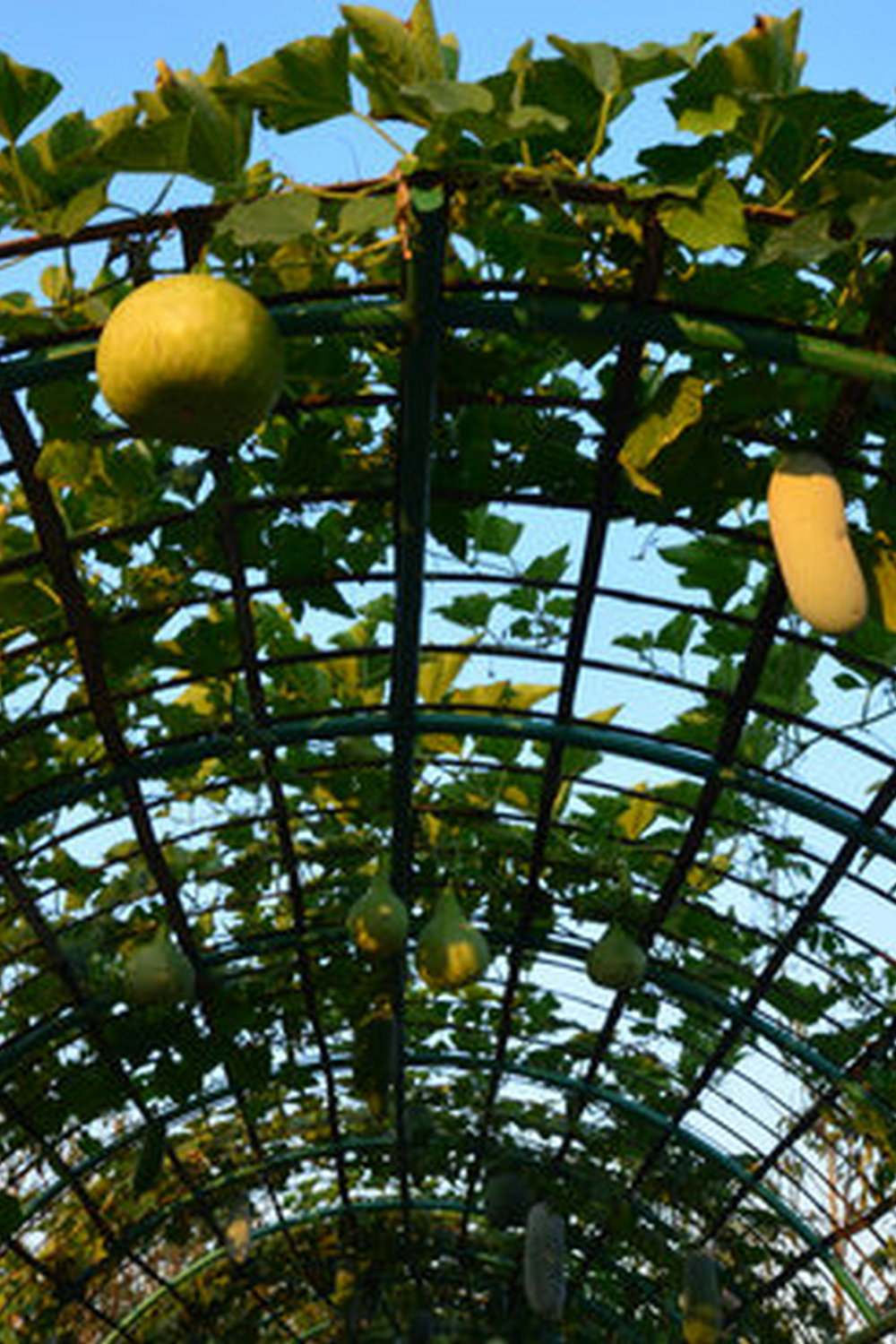 Cultivating harmony between plants and nature for abundant harvests