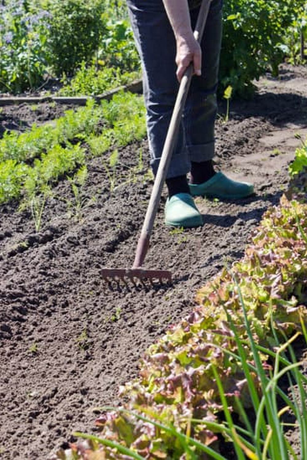 Explore top-notch vegetable gardening ideas for the world's best harvest. Get inspired