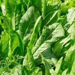 Beginners guide on how to start gardening vegetables successfully