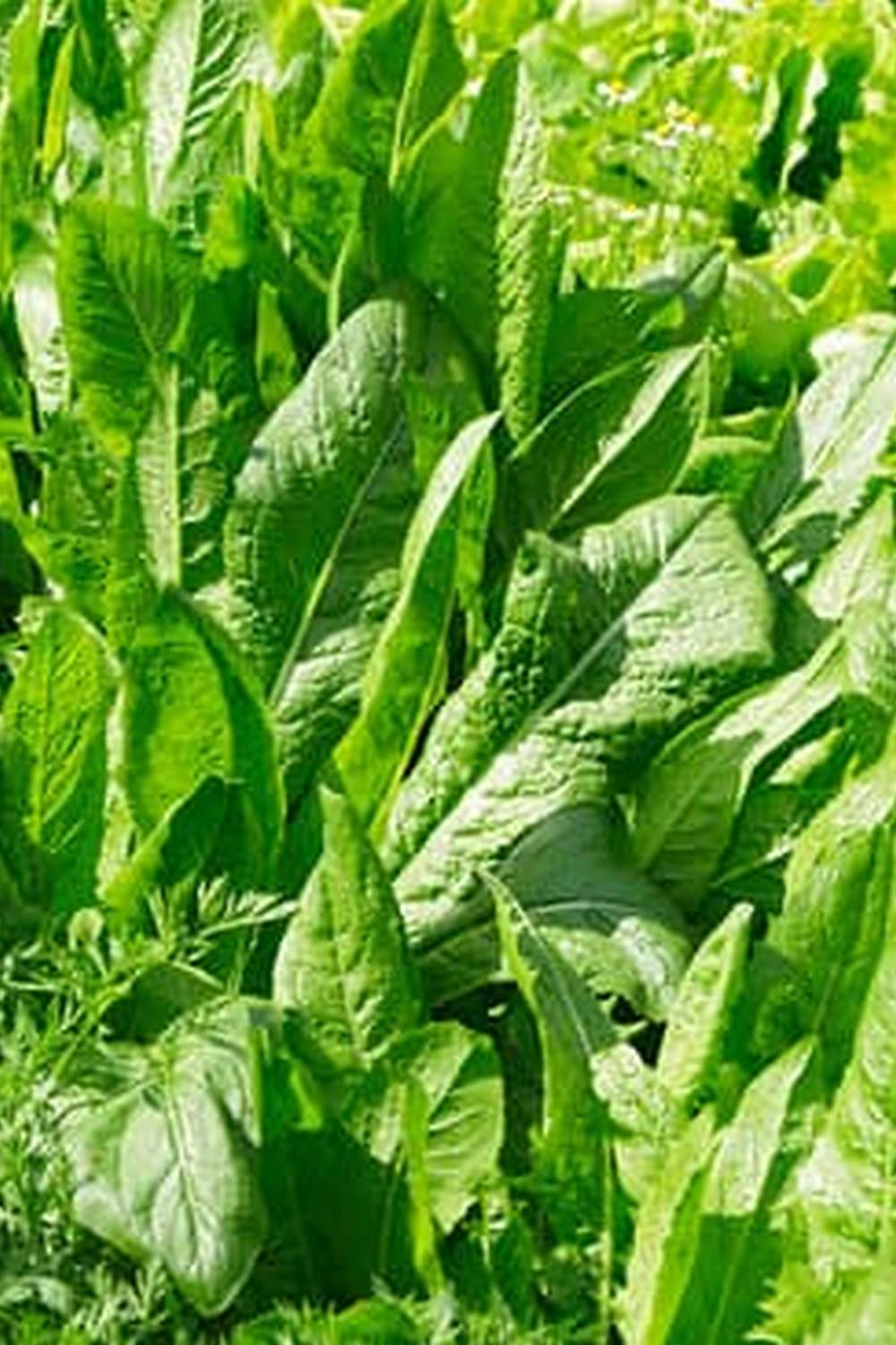 Beginners guide on how to start gardening vegetables successfully