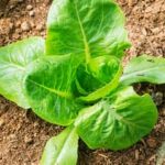 Find Vegetable Gardening Events Explore upcoming vegetable gardening events near you and join the community