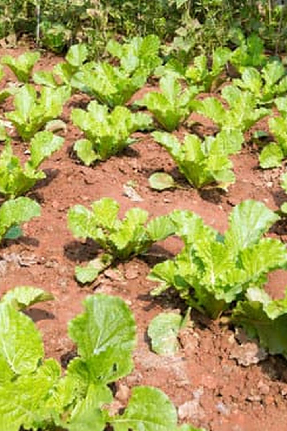 Budget-friendly vegetable gardening advice to save money and harvest fresh produce at home