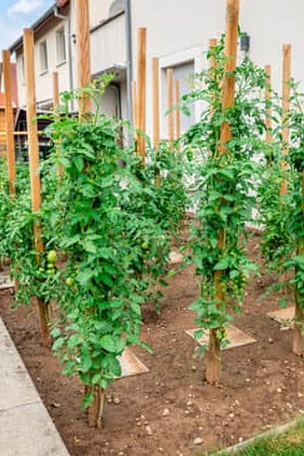 Explore thriving NORTHERN MICHIGAN VEGETABLE GARDENING for abundant harvests and beautiful blooms