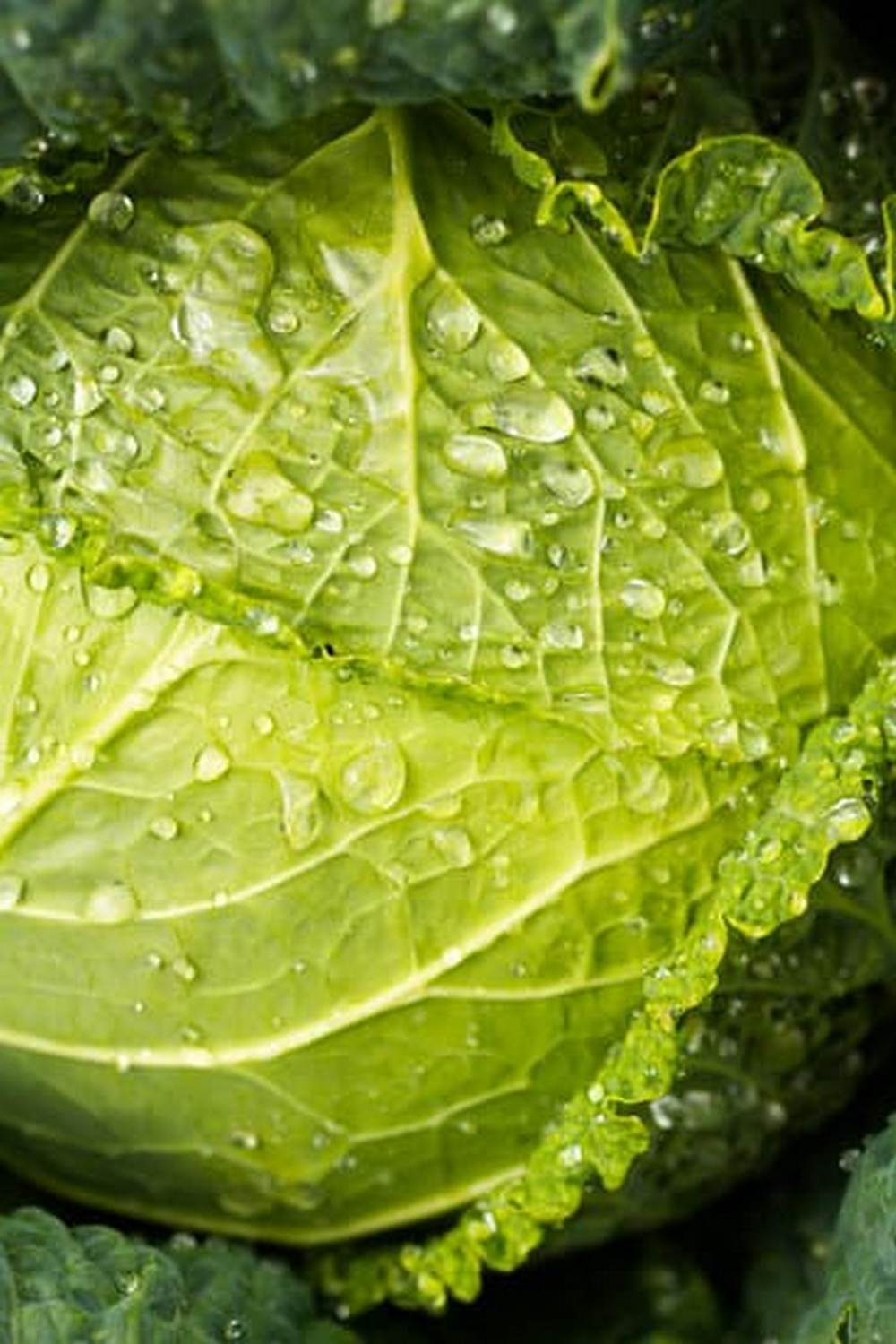 Vibrant gardening of spring vegetables in bloom