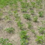 Vibrant pics of beautiful backyard vegetable gardens bursting with color, life, and bounty