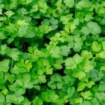 Fresh garden vegetables being watered by a sprinkler on a sunny day