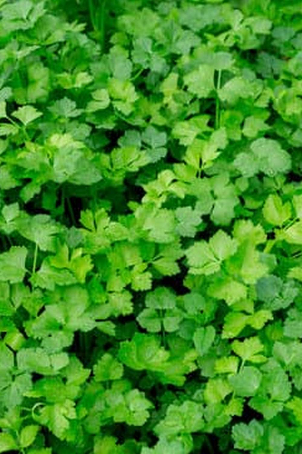 Fresh garden vegetables being watered by a sprinkler on a sunny day