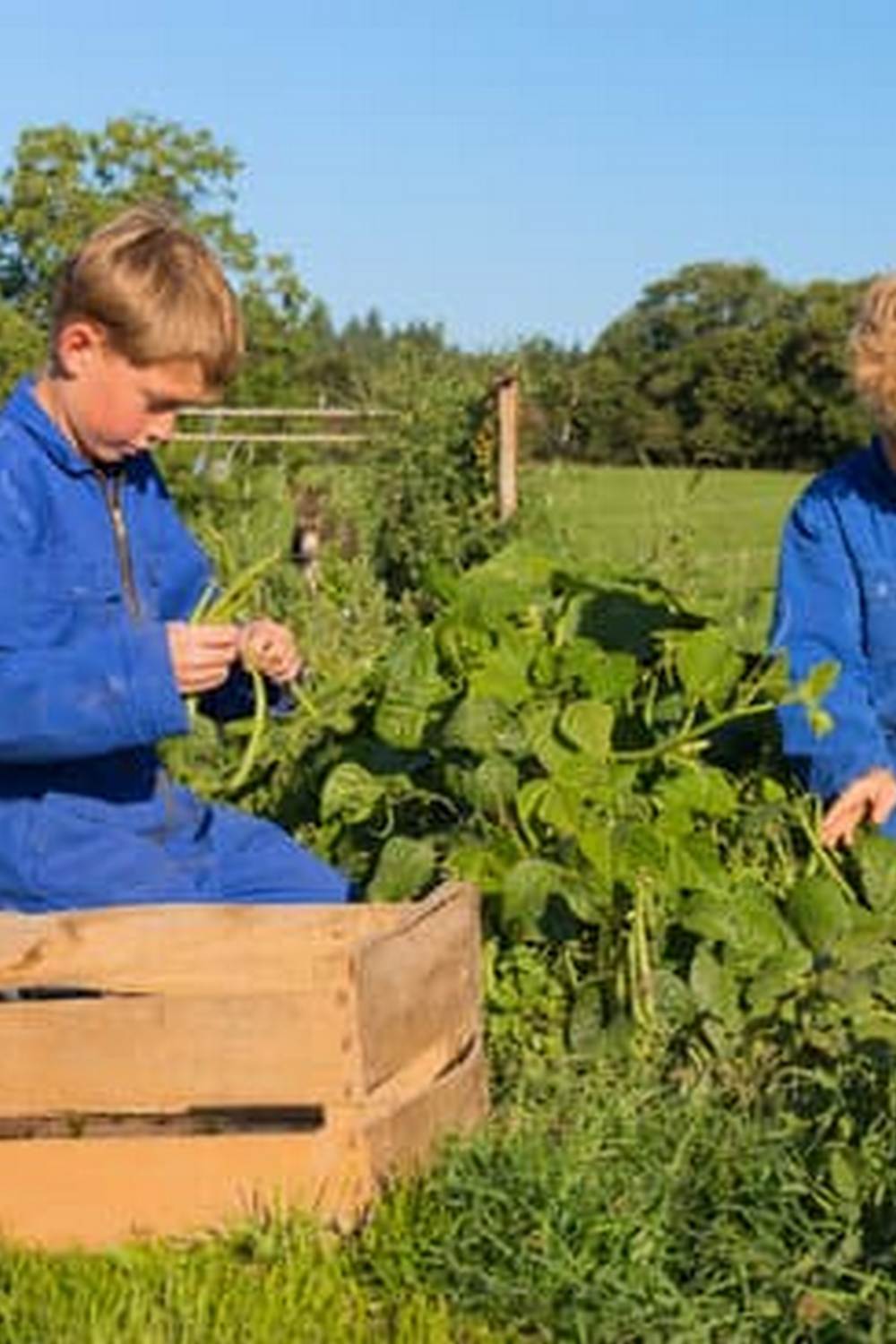 deter chipmunks by using barriers or planting rodent-resistant crops