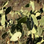 sustainable gardening with fresh produce year-round