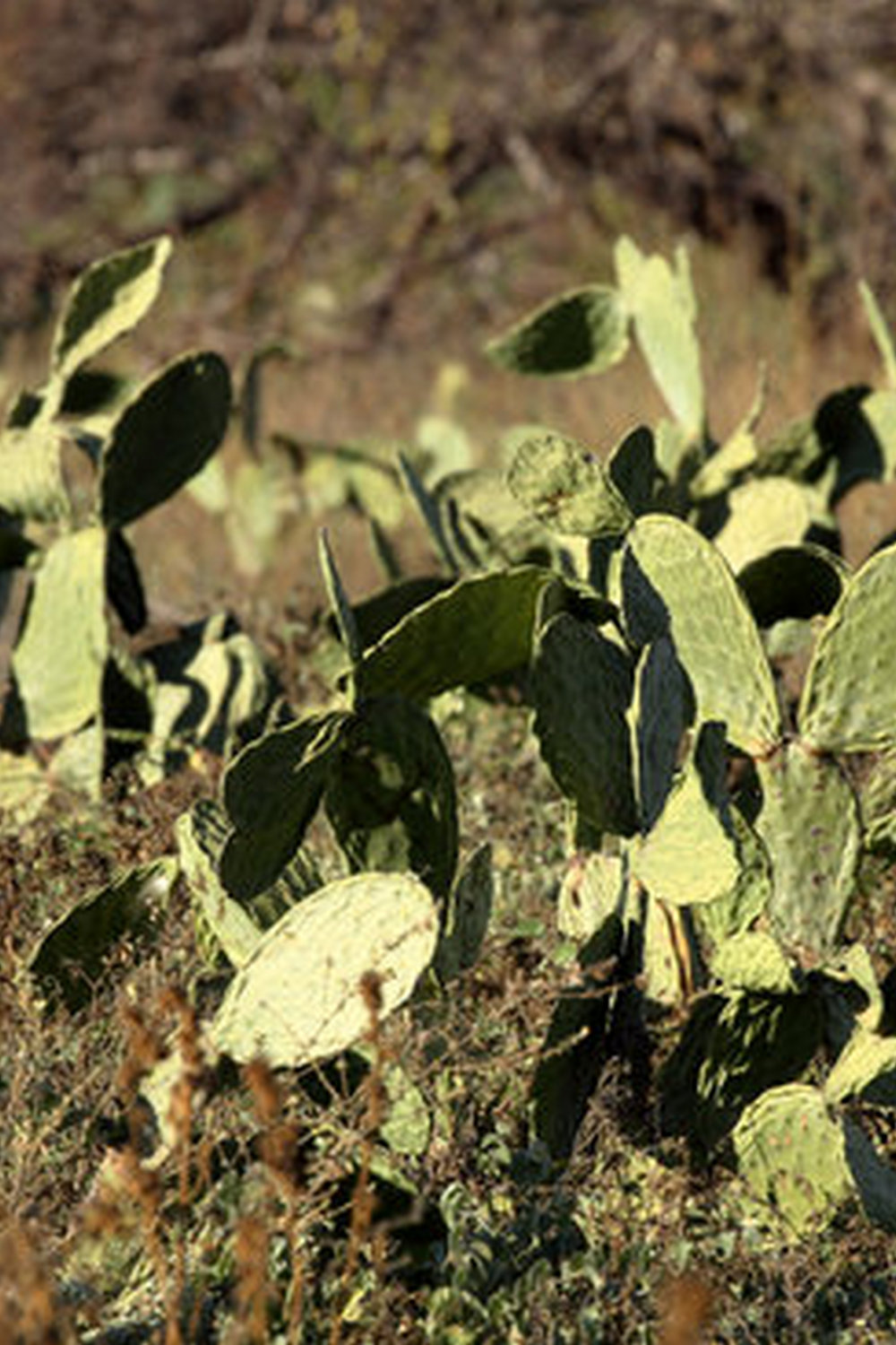 sustainable gardening with fresh produce year-round