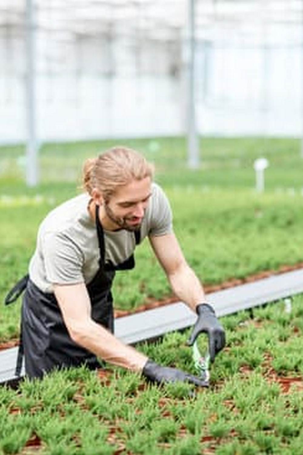 organic raised beds with drip irrigation system for minimal maintenance