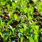 Spring Flowers Good for Vegetable Gardens Vibrant spring flowers like marigolds, zinnias, and daisies enhance vegetable gardens beautifully