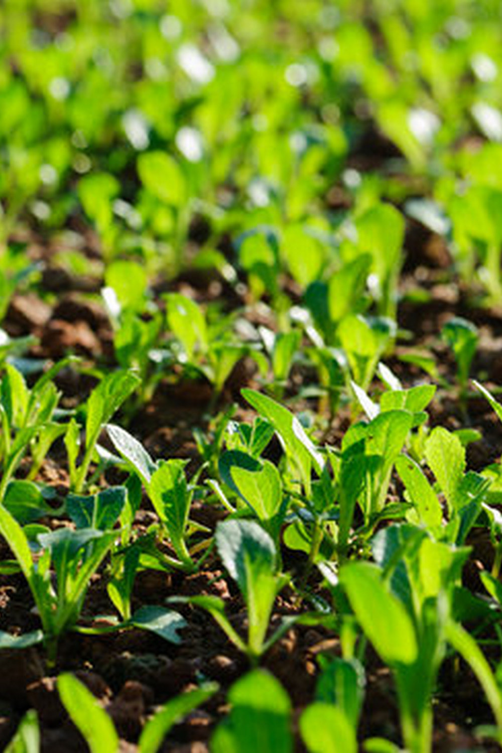 Vibrant spring flowers like marigolds, zinnias, and daisies enhance vegetable gardens beautifully
