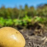 optimize space and drainage for healthy plants