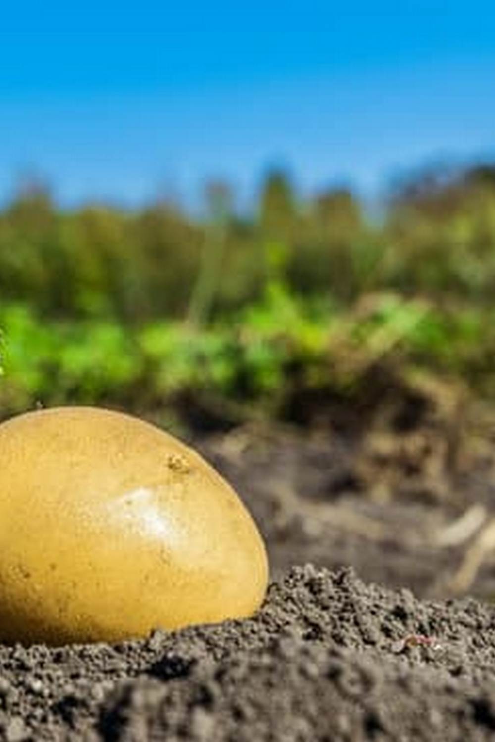 optimize space and drainage for healthy plants