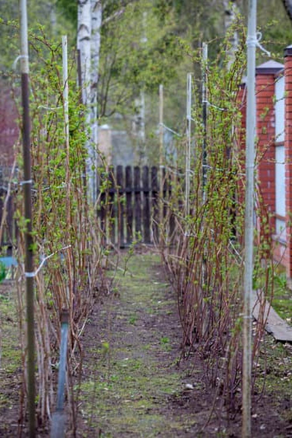 3 Types of Vegetable Gardening 1 container, raised bed, and traditional methods