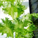 Tips, tools, and techniques for successful gardening