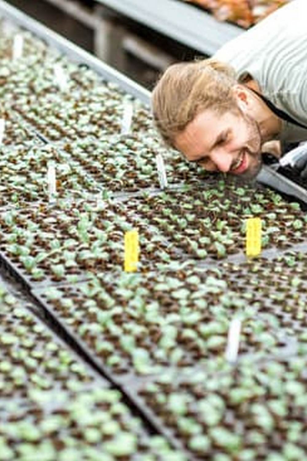 Learn if pressure treated wood is safe for UK vegetable gardens