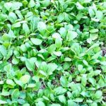 Discover if vegetable gardening is worth it with these tips and tricks