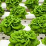 Download PDF filetype book on VEGETABLE GARDENING