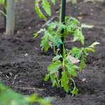 Safe option for vegetable gardens - Pine mulch benefits without harming plants