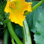 Nutrient-rich solution for optimal growth in hydroponic vegetable gardening
