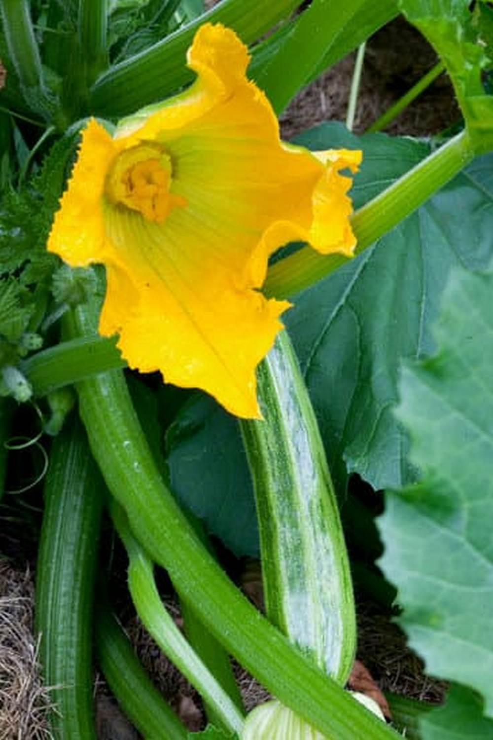 Nutrient-rich solution for optimal growth in hydroponic vegetable gardening