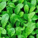 Vegetable Gardening Guide App Explore tips and tricks for vegetable gardening with the comprehensive VEGETABLE GARDENING GUIDE APP