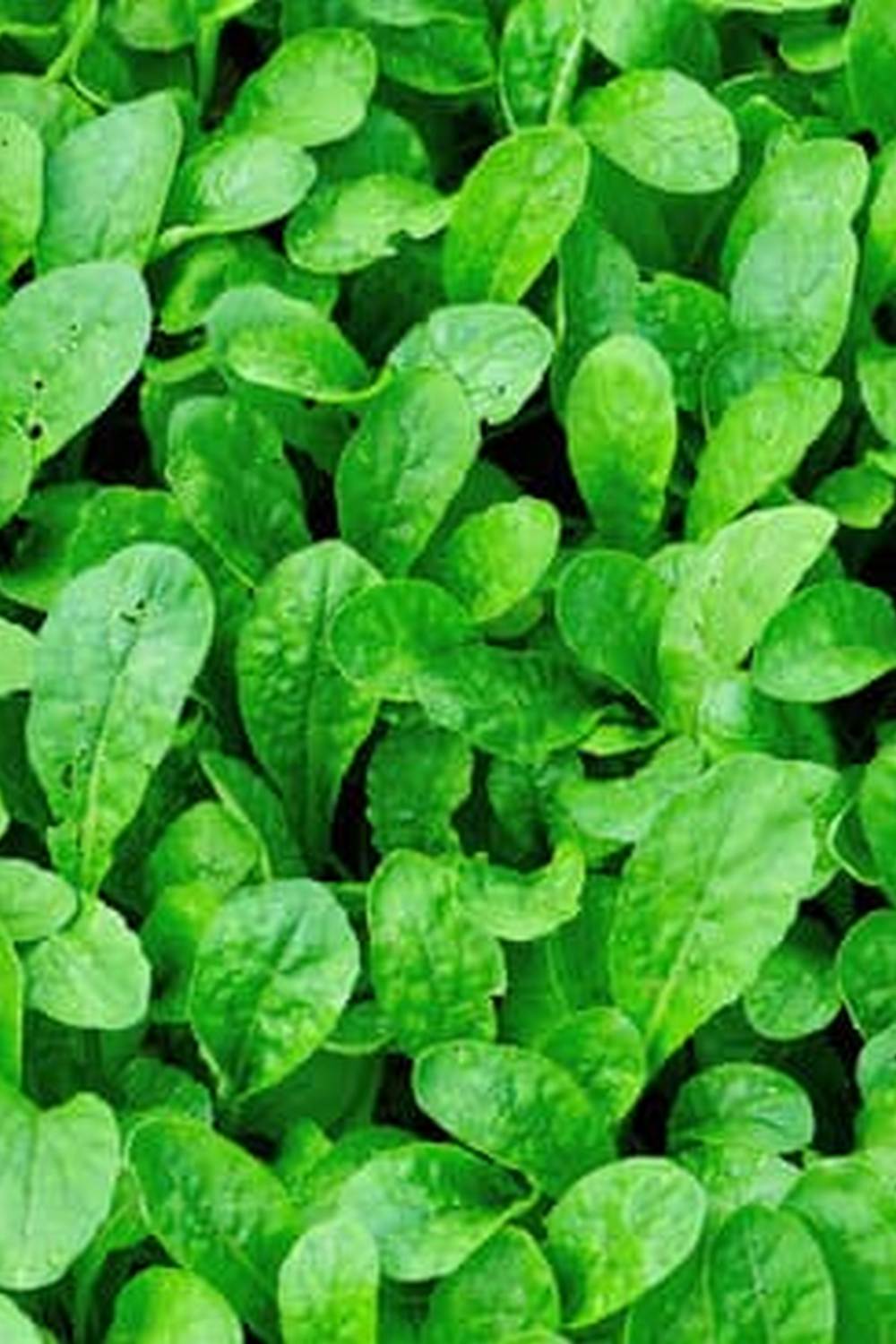 Explore tips and tricks for vegetable gardening with the comprehensive VEGETABLE GARDENING GUIDE APP