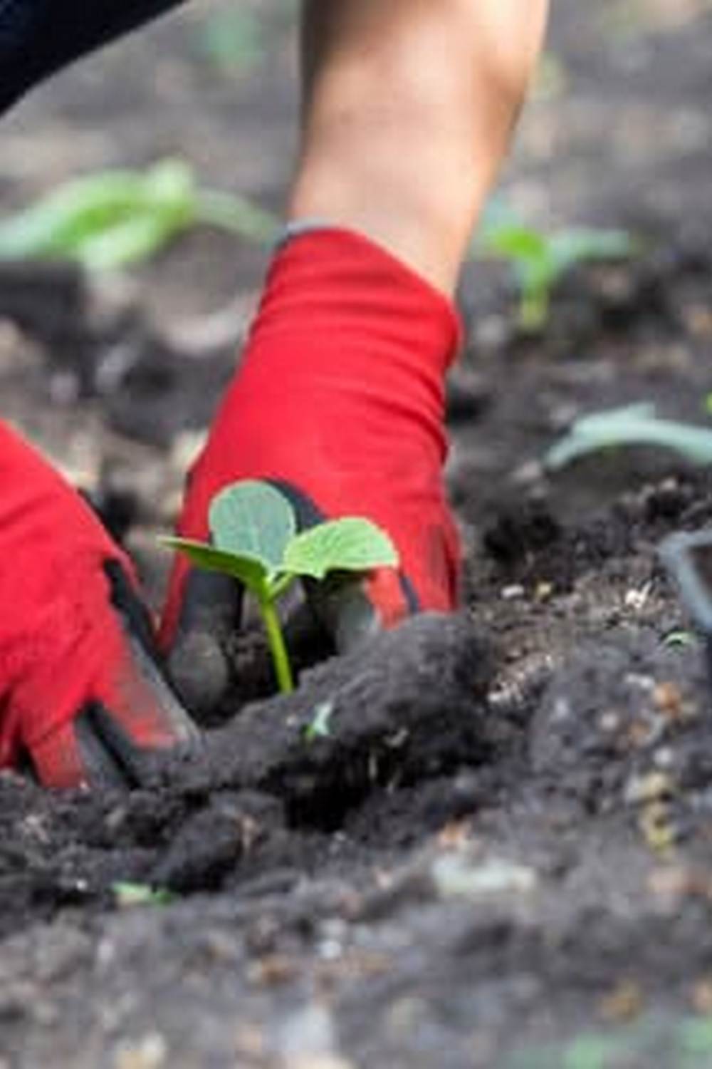 Lavender attracts pollinators, improves soil quality, and repels pests in vegetable gardens
