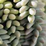 Diverse Philippine vegetable gardening method showcasing traditional crops and sustainable practices