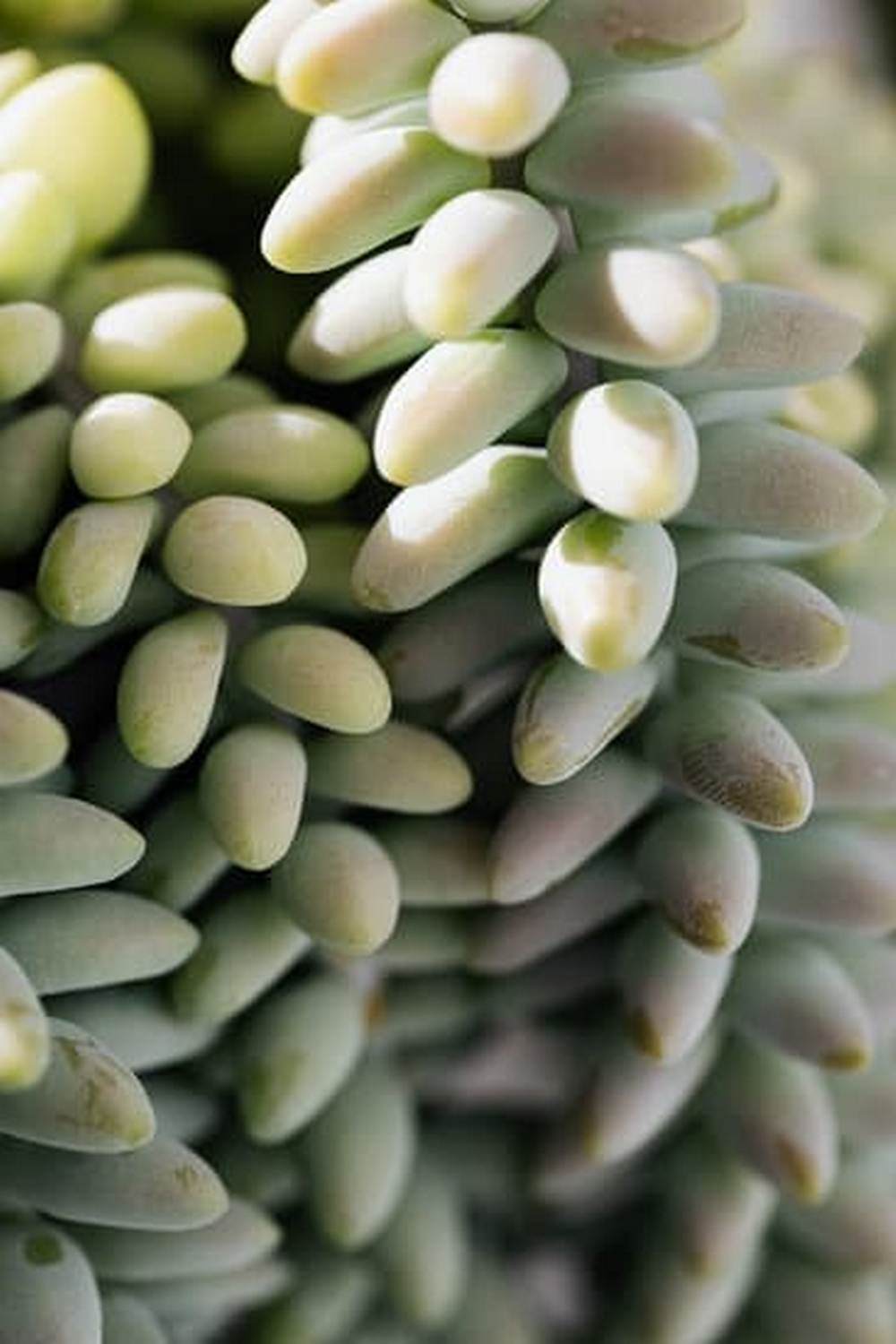 Diverse Philippine vegetable gardening method showcasing traditional crops and sustainable practices