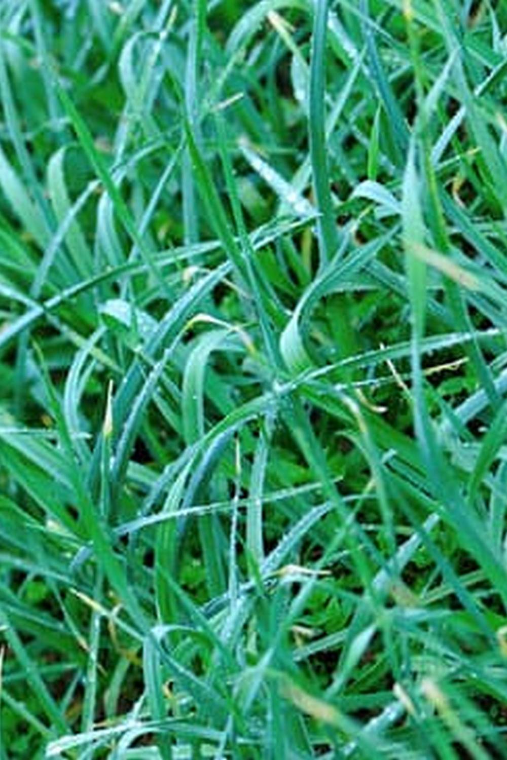 colorful, bountiful harvests, sustainable gardening paradise