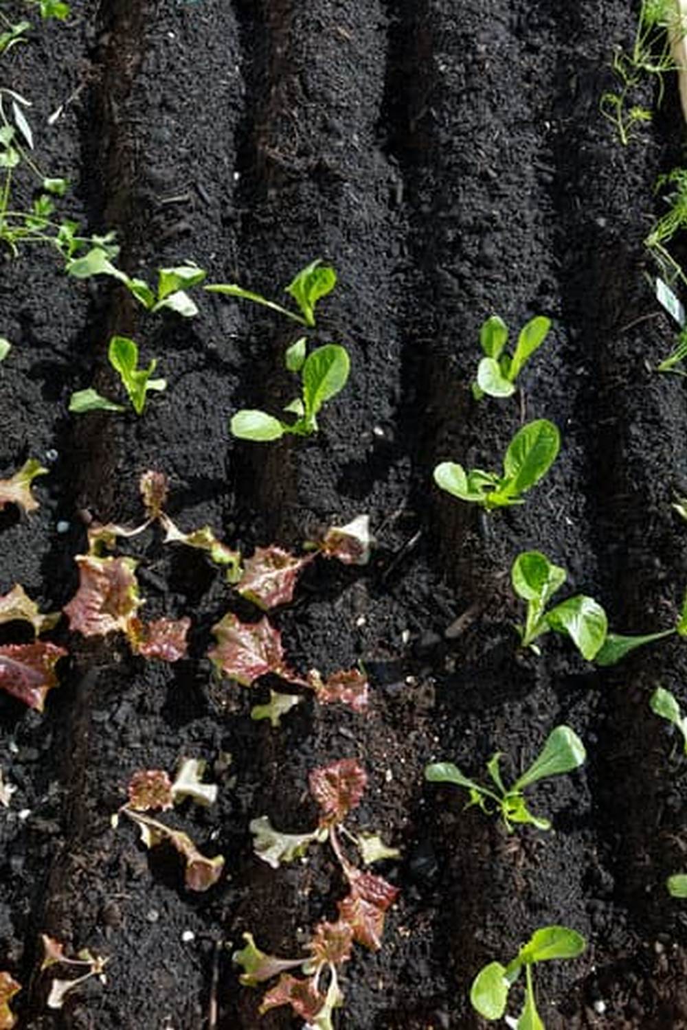 maximizing space and productivity with limited resources