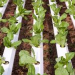 Check if Townside Gardens offer vegetable plants in their nursery