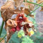 Thriving Greenhouse Vegetable Garden in Winter