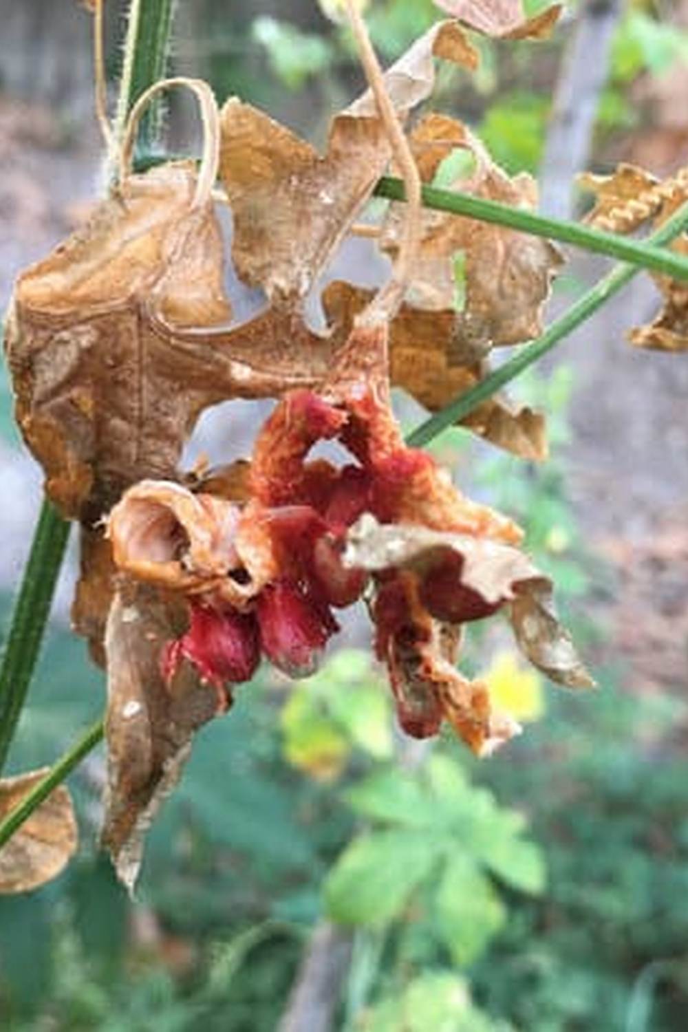 Thriving Greenhouse Vegetable Garden in Winter
