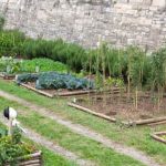 List of Vegetables for Container Gardening List of Vegetables Suitable for Small Spaces