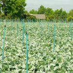 Download our HEIRLOOM VEGETABLE GARDENING PDF for timeless gardening tips and techniques