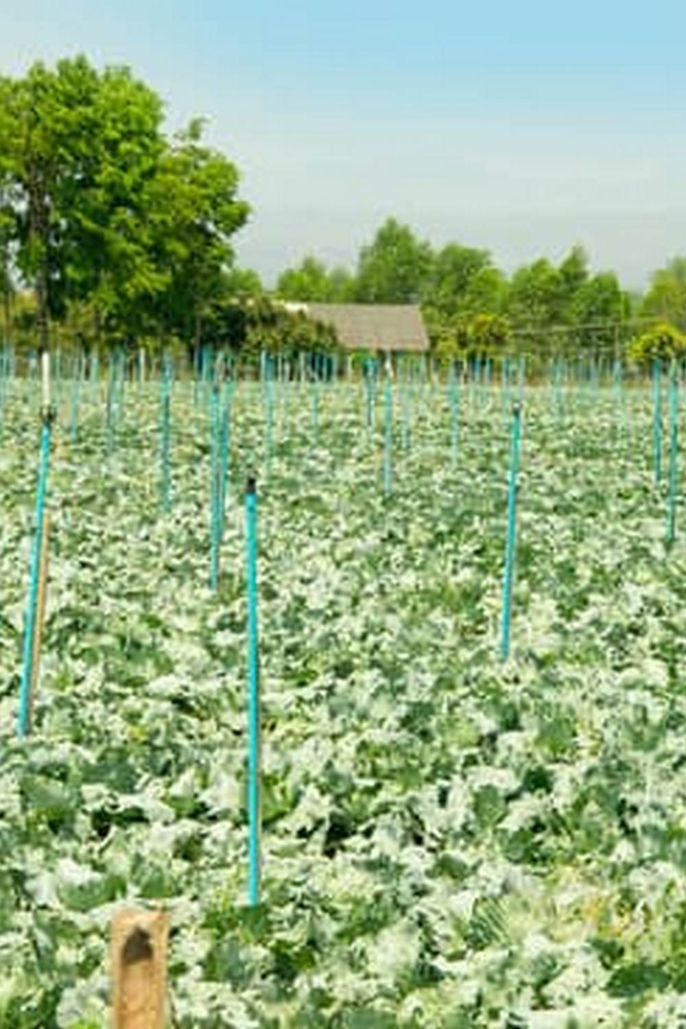 Download our HEIRLOOM VEGETABLE GARDENING PDF for timeless gardening tips and techniques