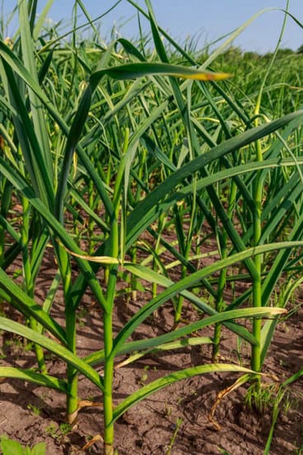 Explore diverse shared vegetable gardens across the community for sustainable urban agriculture initiatives